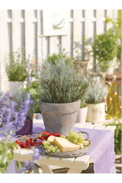 Безсмертник піщаний Талл Керр в горщику